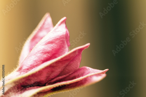 Unopened beautiful flower bud in blurred background. Copy space
