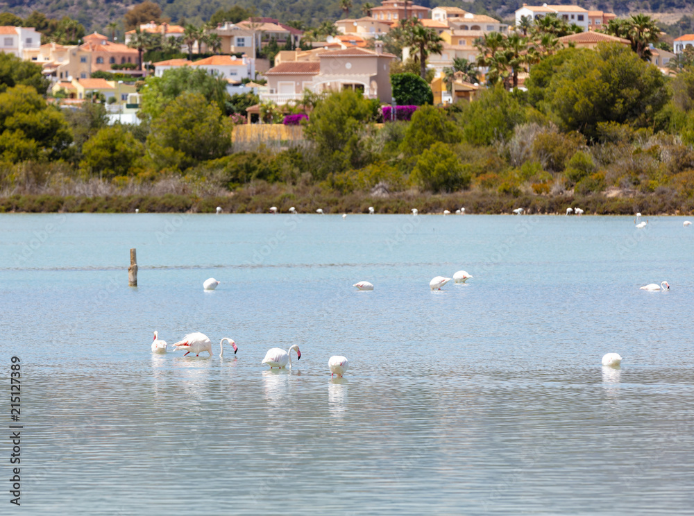 flamingos in Spain