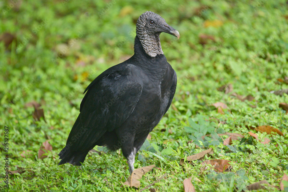 Fototapeta premium Black Vulture