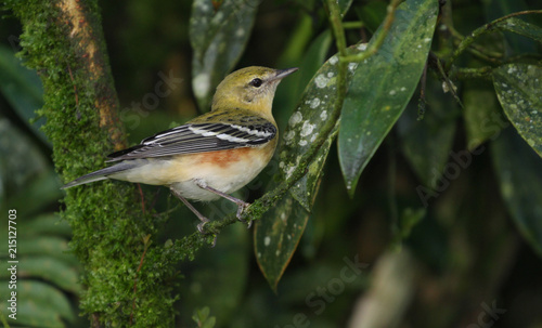 Chestnut-sided Warbler (Dendrica pensylvanica) photo