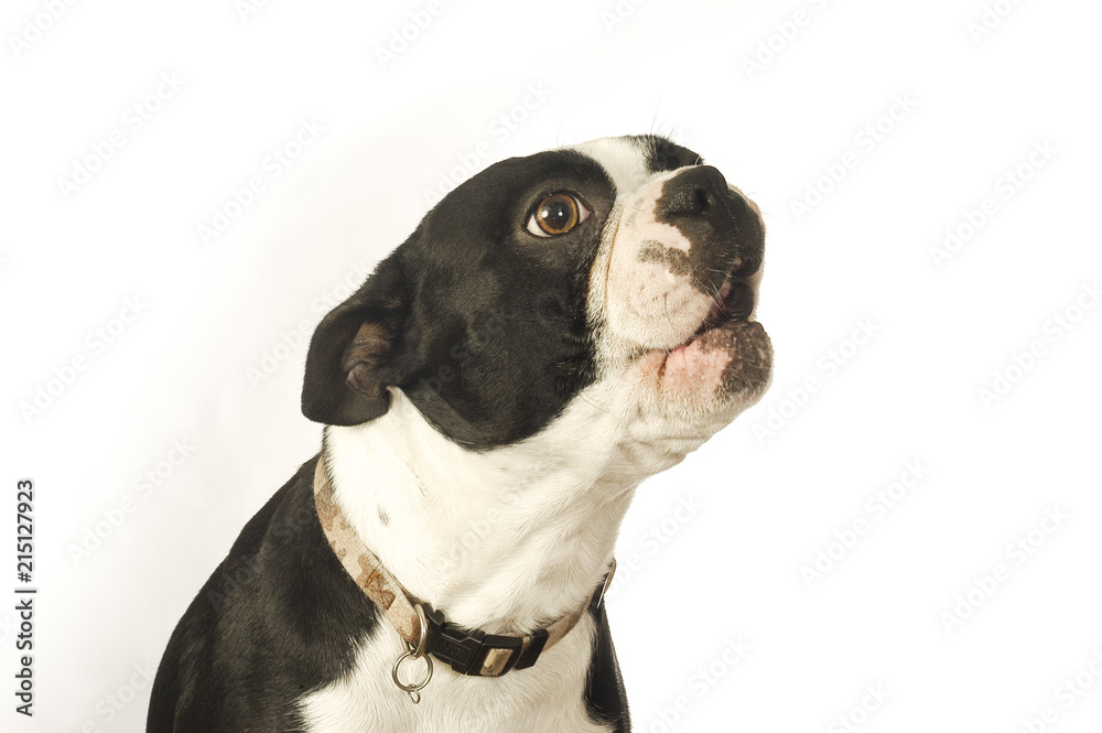 Cute Boston Terrier dog 