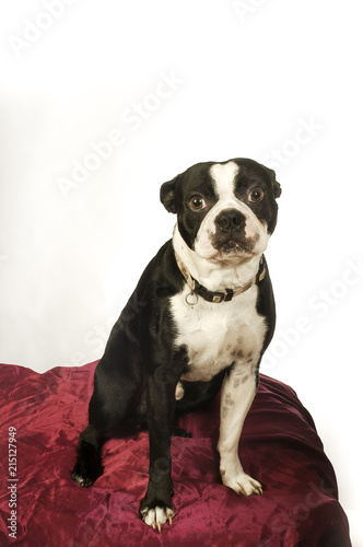 Cute Boston Terrier dog  © robitaillee