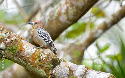 Red-Crowned Woodpecker photo