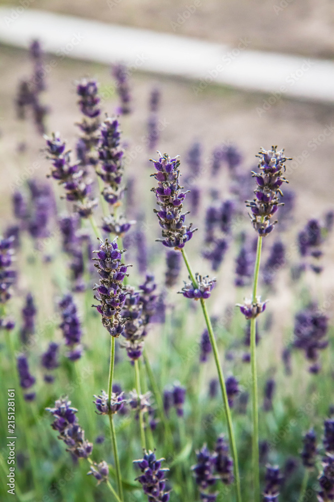 Obraz premium Lavender blooming in a garden