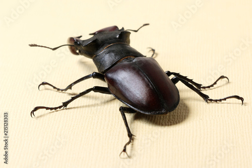 Beetle Lucanus cervus
