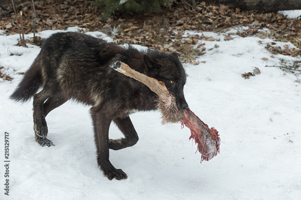 Black Phase Grey Wolf (Canis lupus) Walks With White-Tail Deer Leg Black Phase Grey Wolf (Canis lupus) Walks With White-Tail Deer Leg