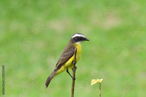 Close up of a Social Flycatcher perched on a tree branch