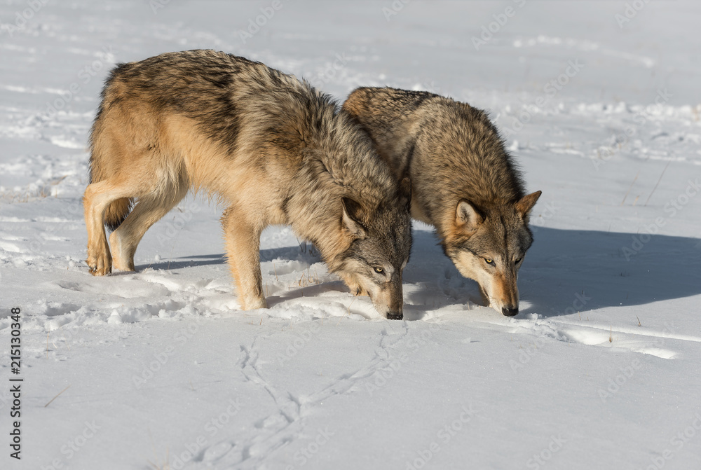 Fototapeta premium Grey Wolves (Canis lupus) Sniff Together