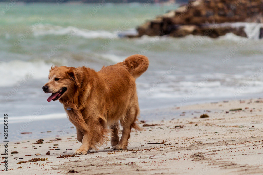 Dog in beach II