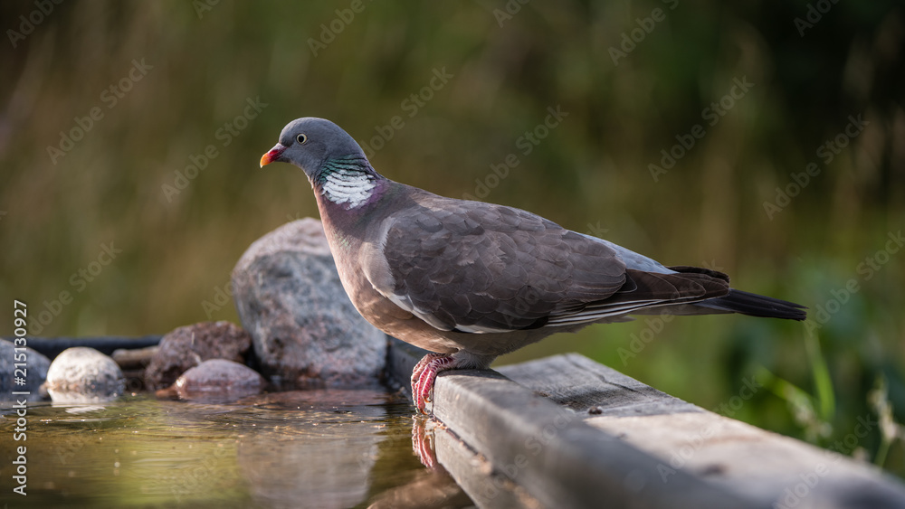 Common Wood Pigeon perching at the waterhole with low sidelight Common Wood Pigeon perching at the waterhole with low sidelight