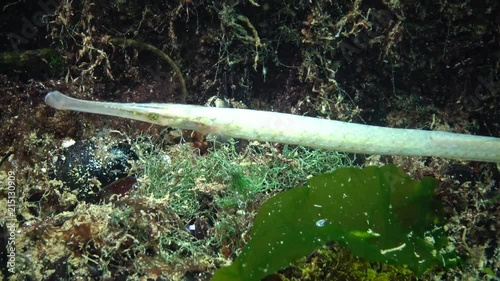 Albinos Yellow-green female Broad-nosed pipefish (Syngnathus typhle) in the thickets of seaweed photo