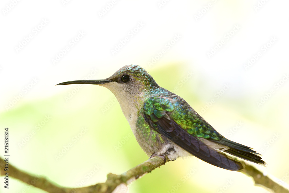 Violet-crowned Woodnymph (Thalurania colombica) Female Violet-crowned Woodnymph (Thalurania colombica) Female