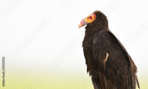 Lesser Yellow-headed Vulture