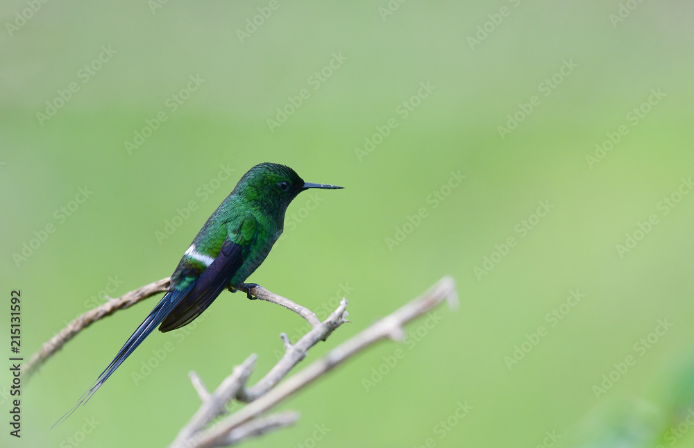 Green Thorntail (Discosura conversii) Green Thorntail (Discosura conversii)