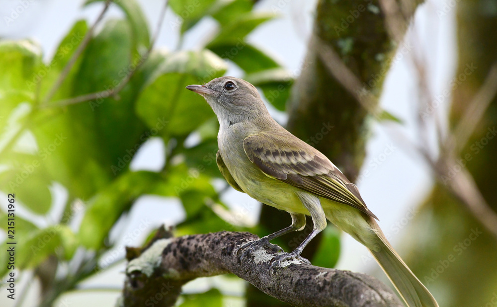 Flycatcher