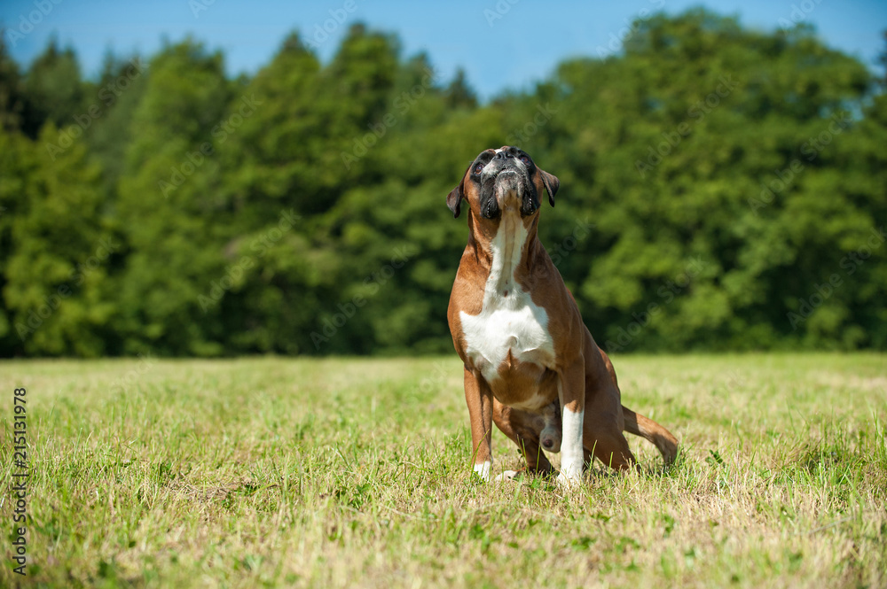 Sitzender Boxer sieht nach oben Sitzender Boxer sieht nach oben