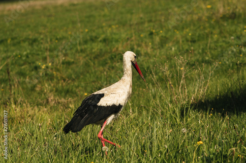 White stork (Ciconia ciconia) photo