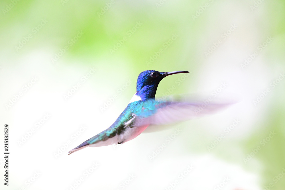 Fototapeta premium White-Necked jacobin, Male
