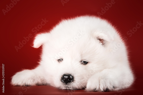 Cute Samoyed puppy studio © Alexandra