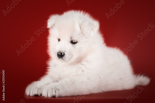 Cute Samoyed puppy studio