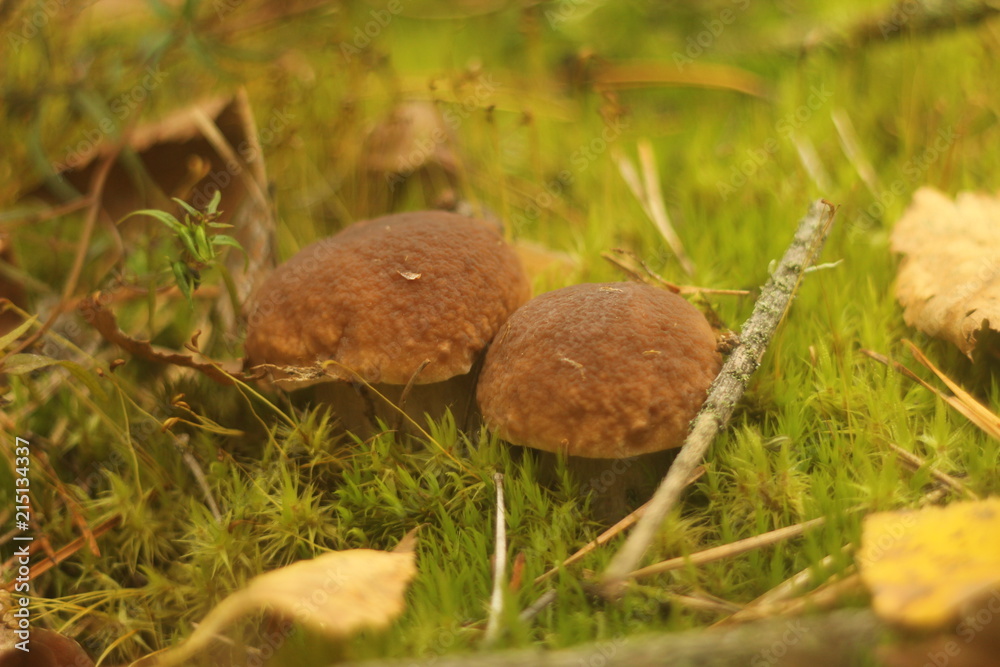 Cep Mushroom Growing in Autumn Forest. Boletus growing under the tree. Mushroom picking Cep Mushroom Growing in Autumn Forest. Boletus growing under the tree. Mushroom picking