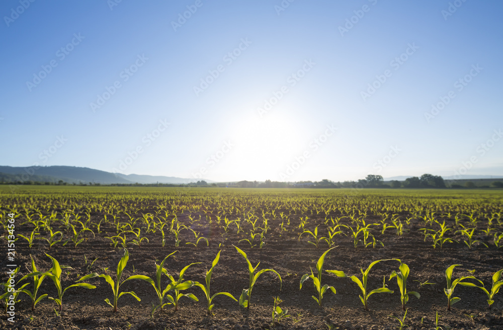 Backlit young maize seedling (Zea mays) growing on corn field in spring ...