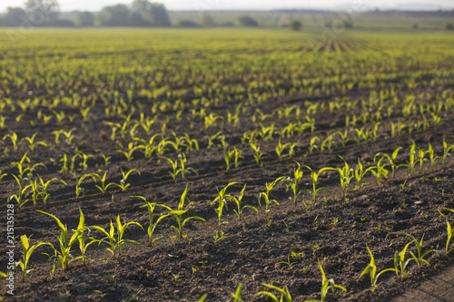 Backlit young maize seedling (Zea mays) growing on corn field in spring. Beautiful agricultural countryside during sunrise golden hour. Saplings in lines with shining yellow green leaves in backlight.