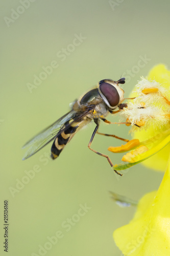 Hoverfly,flower fly or syrphid fly.