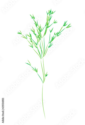 Reed stems  bamboo leaves  thin narrow leaves.Different shades of green. Isolated on white background