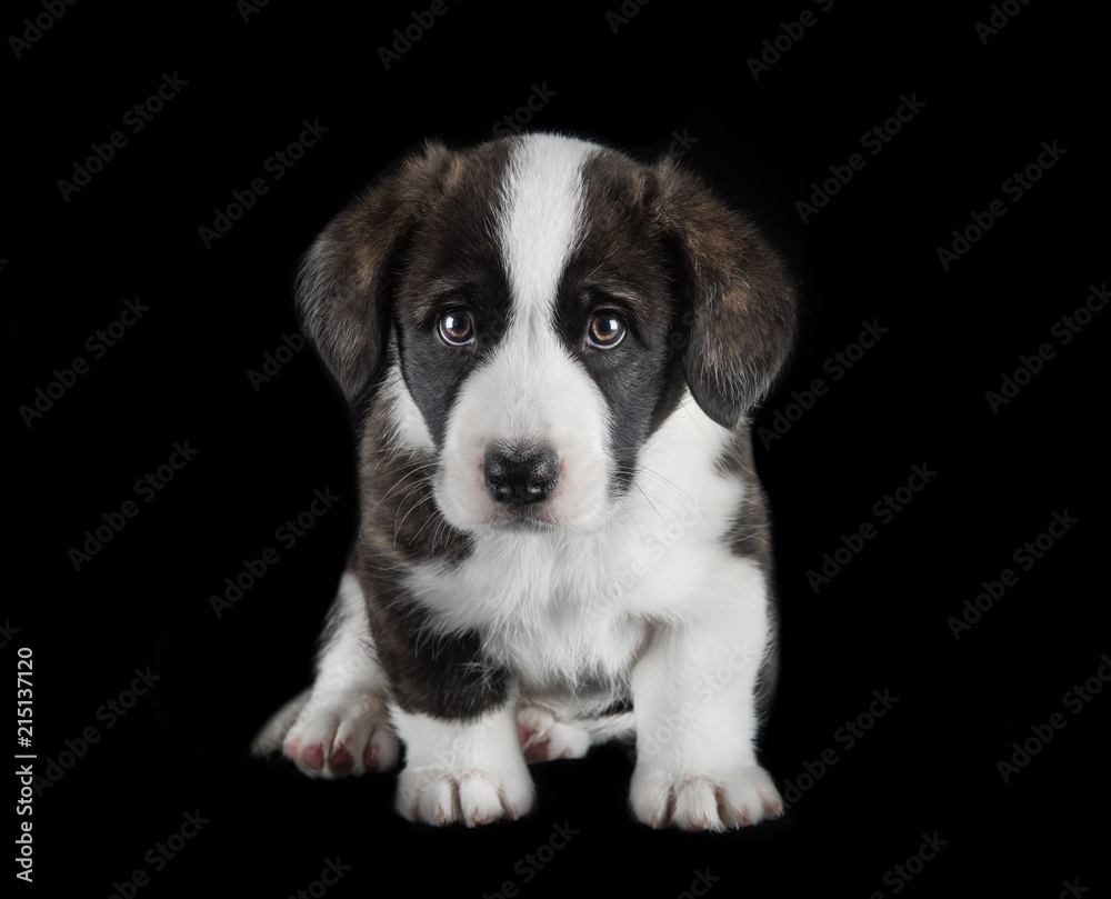 Welsh corgi cardigan puppy studio photo