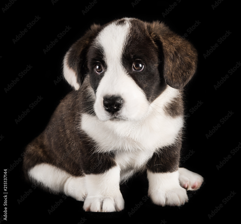 Welsh corgi cardigan puppy studio photo Welsh corgi cardigan puppy studio photo