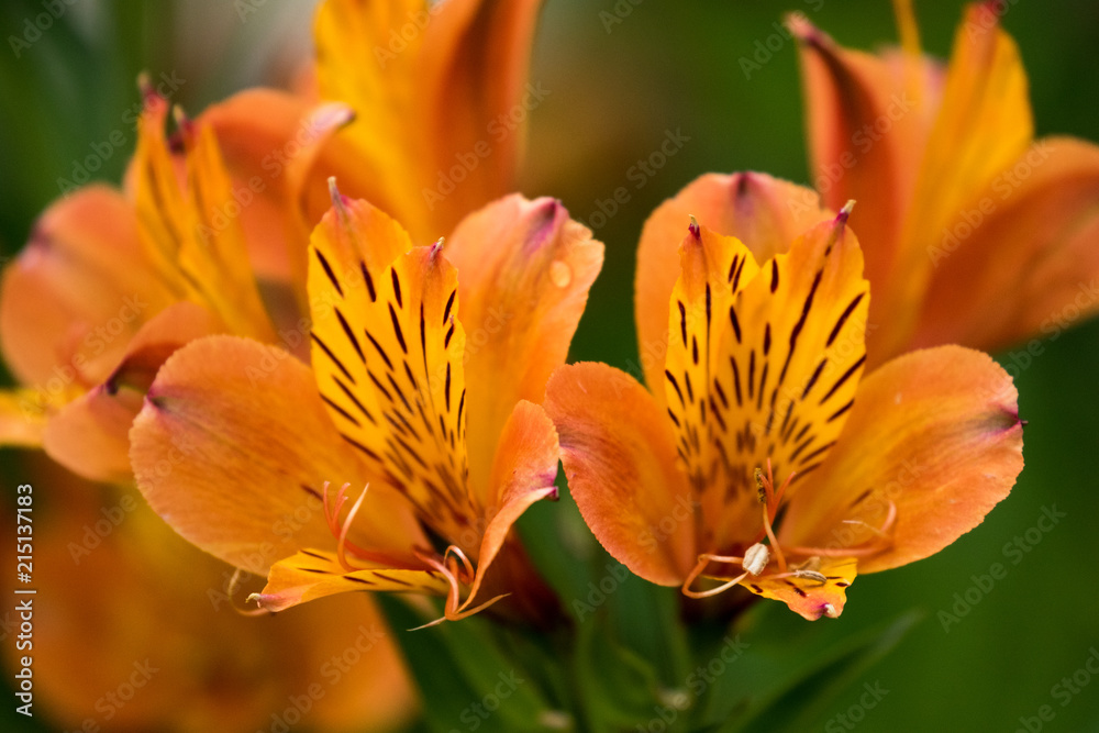 Fototapeta premium Alstroemeria - Peruvian Lily, Lily of the Incas