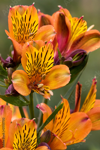Alstroemeria - Peruvian Lily, Lily of the Incas