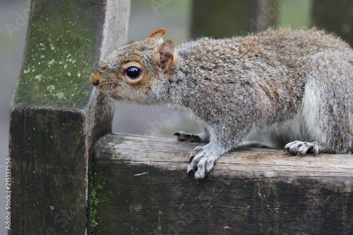 Close up of a grey squirrel sitting on a park bench photo