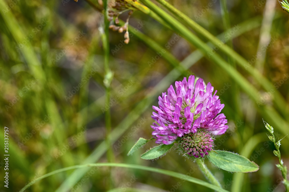Pink Clover Bloom in Rural Pasture Pink Clover Bloom in Rural Pasture