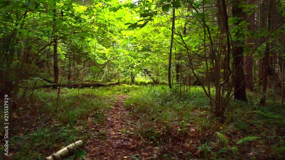 walk on a wild thick forest on a summer day.footage taken from the first person walk on a wild thick forest on a summer day.footage taken from the first person