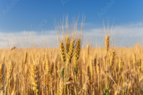 Spikelets of golden wheat on field. Landscape rural on the sunset