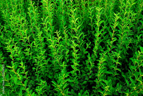Green leaves fresh wallpaper