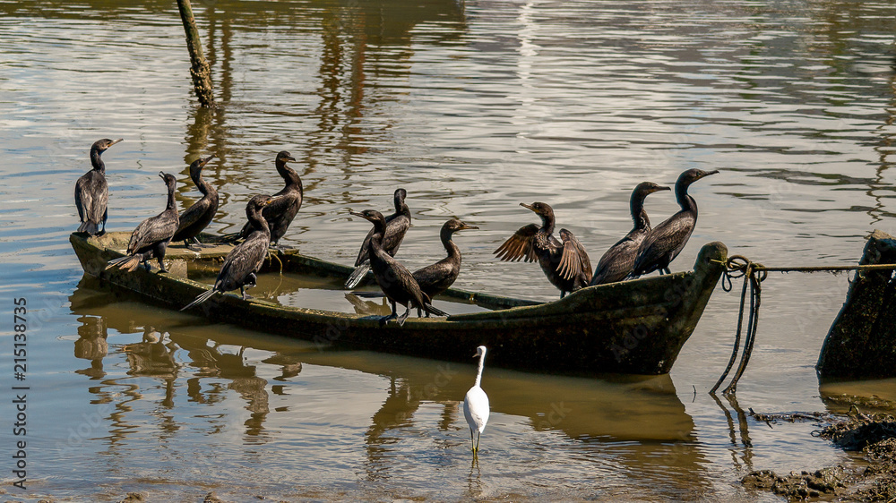 Aves aquáticas -  Cormorões e Garça