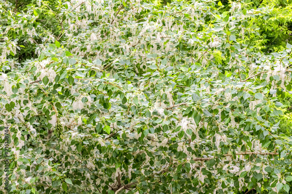 Poplar fluff in the twig among green leaves Poplar fluff in the twig among green leaves