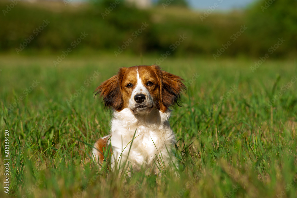 Kooikerhondje in einer Wiese