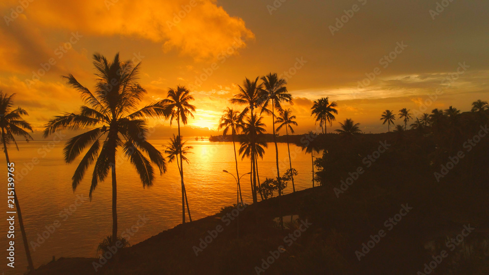 AERIAL: Flying away from palm trees close to the tranquil exotic beach at sunset