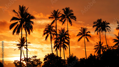 CLOSE UP: Towering palm trees stretch out into the summer evening sky in Tahiti.