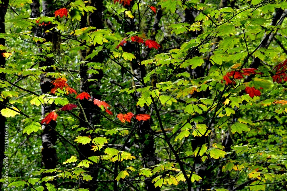 Fototapeta premium Early fall color red leaves among green leaves