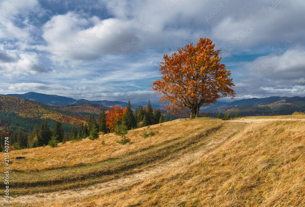 Majestic lonely beech tree on a hill mountain autumn landscape.
