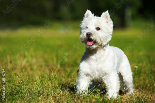 West Highland White Terrier steht in einer Wiese