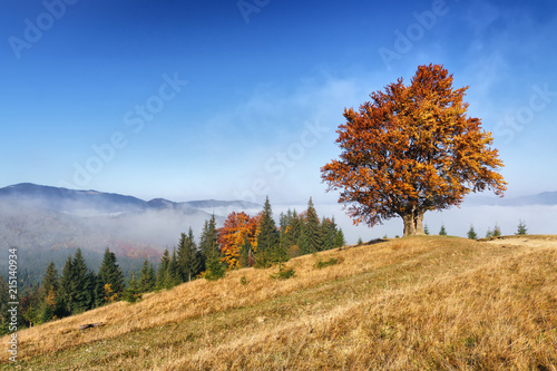 Autumn landscape with morning fog on hills mountain and lonely beech tree.