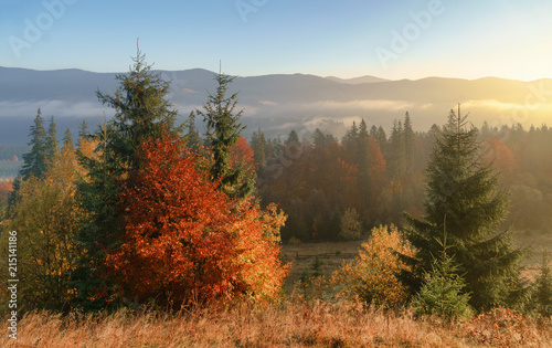 beautiful golden trees and misty daybreak in a hills peaks in autumn morning.