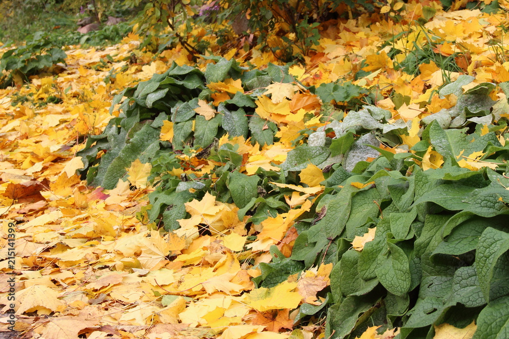 Autumn, October, leaf fall - bright yellow maple leaves cover green grass with large leaves Autumn, October, leaf fall - bright yellow maple leaves cover green grass with large leaves