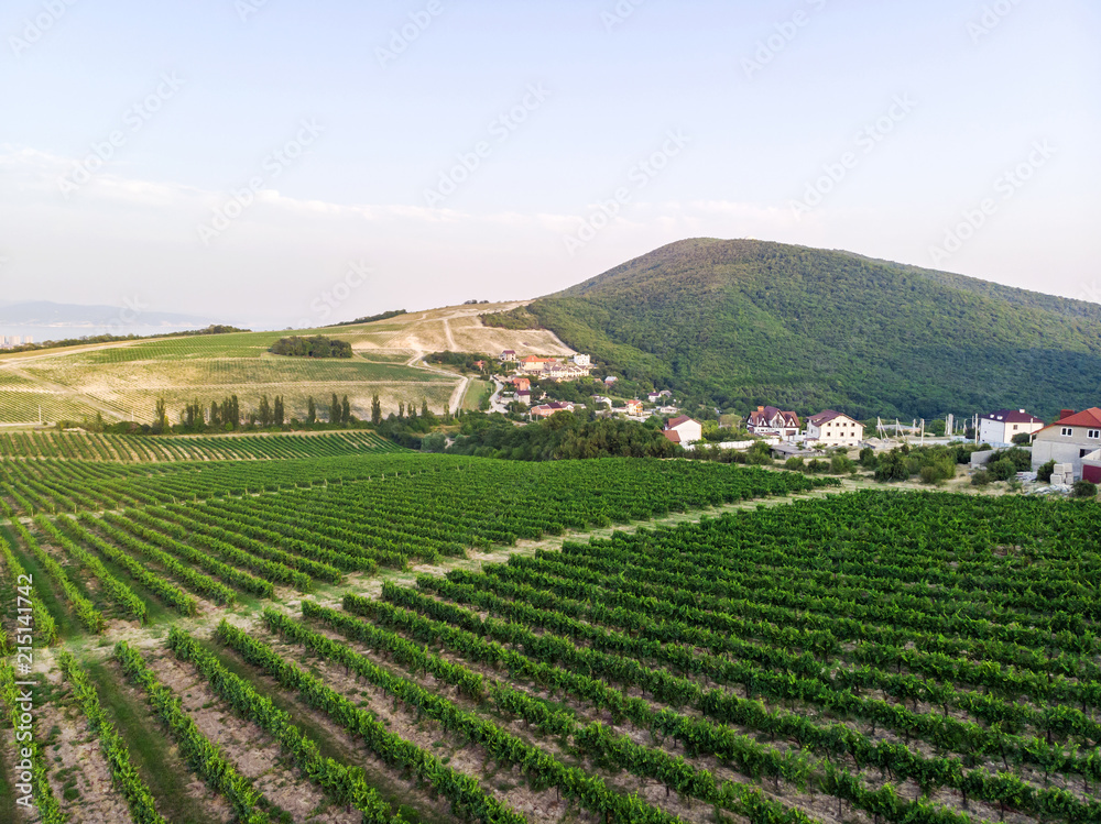 Aerial view of a vineyard hills landscape with roads at sunset